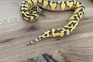Snakes kaufen und verkaufen Photo: 0.1 Pastel Enchi Yellow Belly het.Clown 