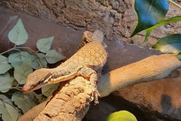 Warane kaufen und verkaufen Foto: Verkaufe1,2 Varanus glauerti Warane kaufen und verkaufen Foto: Verkaufe1,2 Varanus glauerti