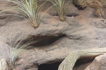 Echsen  kaufen und verkaufen Foto: Gebe ab : 1,2 Microlophus albemarlensis / indefatigabilis