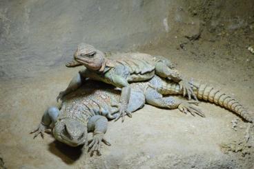 Lizards kaufen und verkaufen Photo: Suche 1,1 Uromastyx ocellata Lizards kaufen und verkaufen Photo: Suche 1,1 Uromastyx ocellata