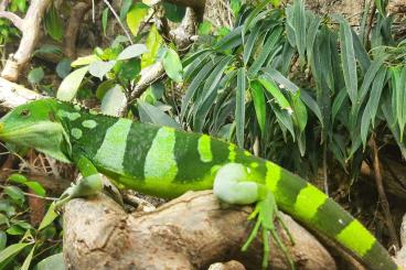 Echsen  kaufen und verkaufen Foto: Gebe ab :1,1 Brachylophus fasciatus 