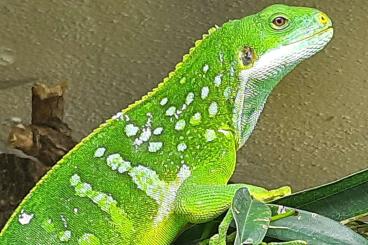 Lizards kaufen und verkaufen Photo: Gebe ab :1,1 Brachylophus fasciatus Lizards kaufen und verkaufen Photo: Gebe ab :1,1 Brachylophus fasciatus