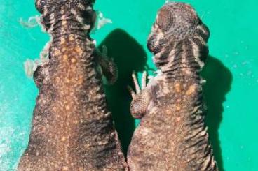 Lizards kaufen und verkaufen Photo: Gebe ab : 0,0,2 Uromastyx thomasi Lizards kaufen und verkaufen Photo: Gebe ab : 0,0,2 Uromastyx thomasi