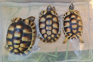 Landschildkröten kaufen und verkaufen Foto: Testudo marginata weissingerie abzugeben Landschildkröten kaufen und verkaufen Foto: Testudo marginata weissingerie abzugeben