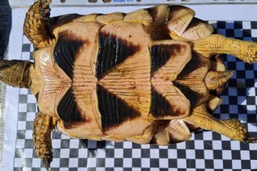 Tortoises kaufen und verkaufen Photo: Testudo marginata NZ 2018 abzugeben Tortoises kaufen und verkaufen Photo: Testudo marginata NZ 2018 abzugeben