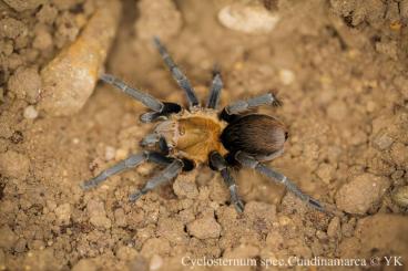 Spinnen und Skorpione kaufen und verkaufen Foto: Biete wegen Bestandsauflösung für Hamm, 11.03.2023: