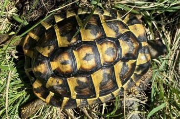 Tortoises kaufen und verkaufen Photo: 1.0 Testudo hermanni hermanni Mallorca Balearen