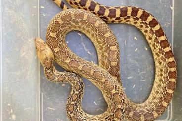 Snakes kaufen und verkaufen Photo: Boas, Pythons, Colubrids… Snakes kaufen und verkaufen Photo: Boas, Pythons, Colubrids…