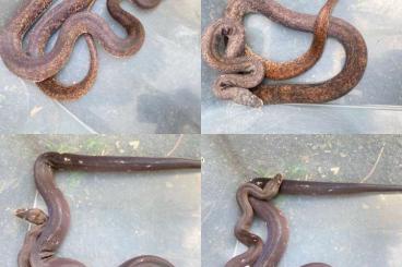 Snakes kaufen und verkaufen Photo: Liasis mackloti, Liasis savuensis, Boas, Pituophis… Snakes kaufen und verkaufen Photo: Liasis mackloti, Liasis savuensis, Boas, Pituophis…