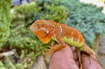 Lizards kaufen und verkaufen Photo: Iguana iguana red 100% het red hypo 100% het red crimson albino Lizards kaufen und verkaufen Photo: Iguana iguana red 100% het red hypo 100% het red crimson albino