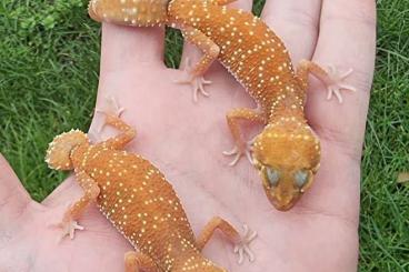 Geckos kaufen und verkaufen Foto: 1.1 Underwoodisaurus NZ 2022