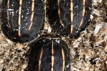 Schildkröten  kaufen und verkaufen Foto: Melanochelys tricarinata, Chelus fimbriata