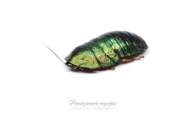 Insekten kaufen und verkaufen Foto: Pseudoglomeris magnifica - adults