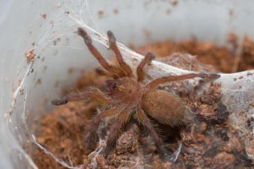 - bird spiders kaufen und verkaufen Photo: Harpactira pulchripes       