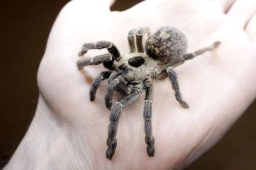 Spinnen und Skorpione kaufen und verkaufen Foto: Ceratogyrus brachycephalus 'WF' - adult female Spinnen und Skorpione kaufen und verkaufen Foto: Ceratogyrus brachycephalus 'WF' - adult female