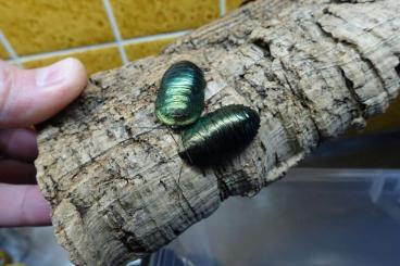 Insekten kaufen und verkaufen Foto: Pseudoglomeris magnifica Insekten kaufen und verkaufen Foto: Pseudoglomeris magnifica