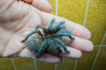 Spinnen und Skorpione kaufen und verkaufen Foto: Harpactira pulchripes - SPECIAL OFFER! Spinnen und Skorpione kaufen und verkaufen Foto: Harpactira pulchripes - SPECIAL OFFER!
