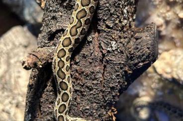 Venomous snakes kaufen und verkaufen Photo: Daboia russelii, Calloselasma rhodostoma