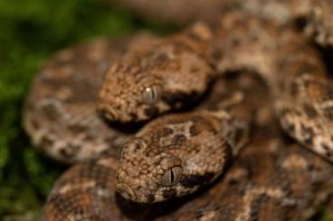 Venomous snakes kaufen und verkaufen Photo: Daboia russelii, Echis leucogaster, Calloselasma rhodostoma