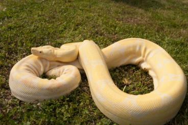 Boas kaufen und verkaufen Photo: 1,1 Boa constrictor imperator KAHL Linie