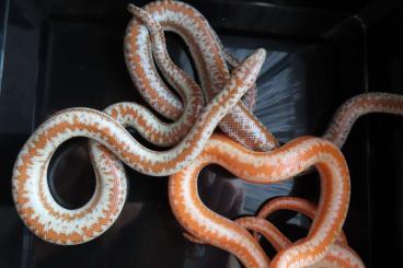 Boas kaufen und verkaufen Photo: Rosenboas het Albino (Lichanura t. roseofusca) Boas kaufen und verkaufen Photo: Rosenboas het Albino (Lichanura t. roseofusca)