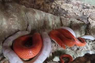 Colubrids kaufen und verkaufen Photo: Fire Kornnattern (Pantherophis guttatus) Colubrids kaufen und verkaufen Photo: Fire Kornnattern (Pantherophis guttatus)