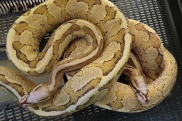 Ball Pythons kaufen und verkaufen Photo: Super Vanilla und Super GHI (Python regius) Ball Pythons kaufen und verkaufen Photo: Super Vanilla und Super GHI (Python regius)