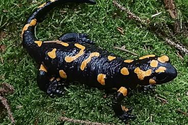 Salamander kaufen und verkaufen Foto: Feuersalamander(Salamandra Salamandra)