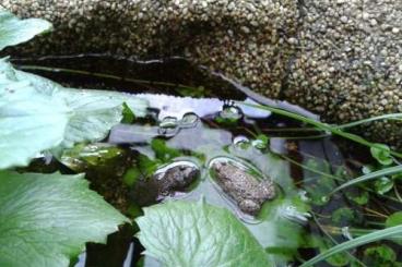 Frösche  kaufen und verkaufen Foto: Rotbauchunken (Bombina Bombina)