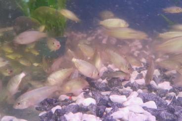 Zierfische kaufen und verkaufen Foto: Tilapia (Buntbarsch) Zierfische kaufen und verkaufen Foto: Tilapia (Buntbarsch)