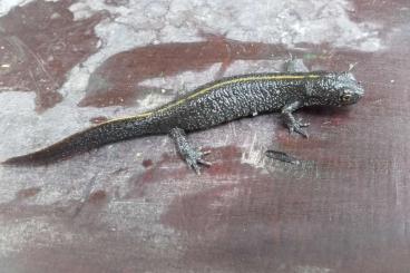 Molche kaufen und verkaufen Foto: Kammolche & Bergmolche (Triturus carnifex& Triturus alpestris) Molche kaufen und verkaufen Foto: Kammolche & Bergmolche (Triturus carnifex& Triturus alpestris)