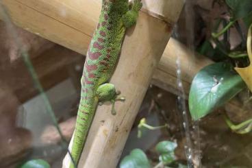 Geckos kaufen und verkaufen Foto: Großer Madagaskar Taggecko High Red Weibchen