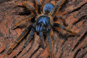 Spiders and Scorpions kaufen und verkaufen Photo: Ornitoctoninae  spe.  vietnam  silver / Birupes simoroxigorum