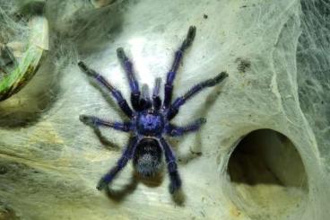 - bird spiders kaufen und verkaufen Photo: Adulte Böcke zu verkaufen