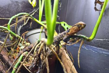 Lizards kaufen und verkaufen Photo: Shinisaurus crocodilurus 0.0.10 Lizards kaufen und verkaufen Photo: Shinisaurus crocodilurus 0.0.10