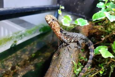 Echsen  kaufen und verkaufen Foto: Shinisaurus crocodilurus 0.0.16