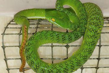 Venomous snakes kaufen und verkaufen Photo: Trimeresurus macrops NZ22 und NZ23