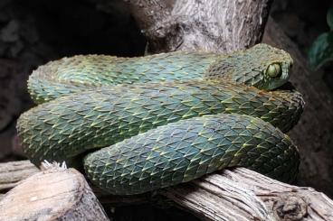 Venomous snakes kaufen und verkaufen Photo: Atheris squamigera NZ 23 und 24 Venomous snakes kaufen und verkaufen Photo: Atheris squamigera NZ 23 und 24
