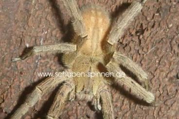Spinnen und Skorpione kaufen und verkaufen Foto: Vogelspinnen, Skorpione ,labidognathe Spinnen
