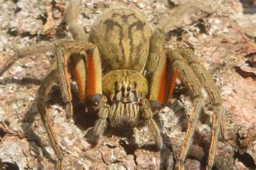 Spinnen und Skorpione kaufen und verkaufen Foto: Vogelspinnen, Skorpione ,labidognathe Spinnen, Futtertiere