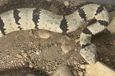 Venomous snakes kaufen und verkaufen Photo: Crotalus lepidus klauberi