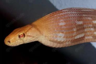 Nattern ungiftige kaufen und verkaufen Foto: 1.0 T+ Albino Strahlennatter Coelognathus radiatus Nattern ungiftige kaufen und verkaufen Foto: 1.0 T+ Albino Strahlennatter Coelognathus radiatus