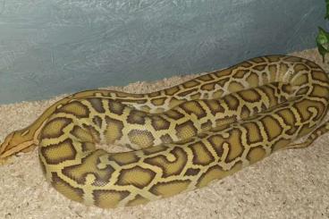 Pythons kaufen und verkaufen Foto: 1.1 Tigerpython Python bivittatus Caramel & Piebald Pythons kaufen und verkaufen Foto: 1.1 Tigerpython Python bivittatus Caramel & Piebald