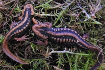 newts and salamanders kaufen und verkaufen Photo: Amphibien , Kröten, Frösche, Salamandra 