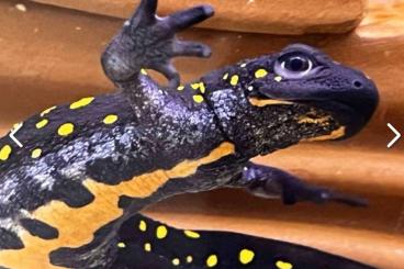 newts and salamanders kaufen und verkaufen Photo: Amphibien, Schwanzlurche, Salamandra 