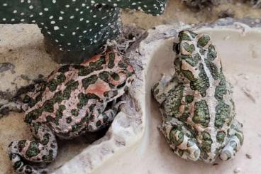 Frösche kaufen und verkaufen Foto: Amphibien aus ganzjähriger Freilandhaltung Frösche kaufen und verkaufen Foto: Amphibien aus ganzjähriger Freilandhaltung