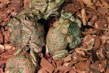 frogs kaufen und verkaufen Photo: Amphibien aus ganzjähriger Freilandhaltung frogs kaufen und verkaufen Photo: Amphibien aus ganzjähriger Freilandhaltung