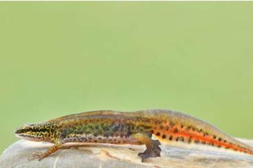 Frösche kaufen und verkaufen Foto: Einheimische Amphibien aus ganzjähriger Freilandhaltung. Frösche kaufen und verkaufen Foto: Einheimische Amphibien aus ganzjähriger Freilandhaltung.