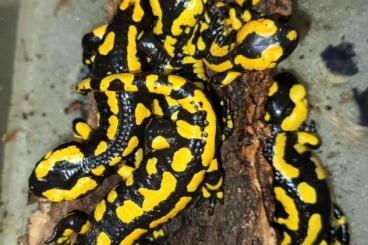 frogs kaufen und verkaufen Photo: Einheimische Amphibien aus ganzjähriger Freilandhaltung. frogs kaufen und verkaufen Photo: Einheimische Amphibien aus ganzjähriger Freilandhaltung.