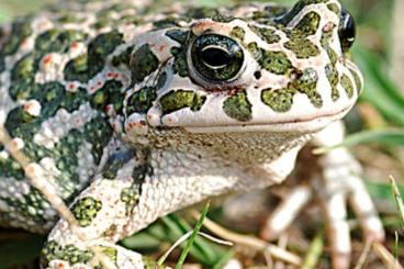 frogs kaufen und verkaufen Photo: Einheimische Amphibien aus ganzjähriger Freilandhaltung frogs kaufen und verkaufen Photo: Einheimische Amphibien aus ganzjähriger Freilandhaltung